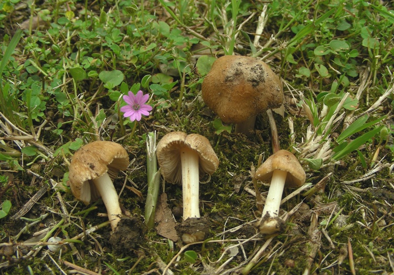 Inocybe sp.